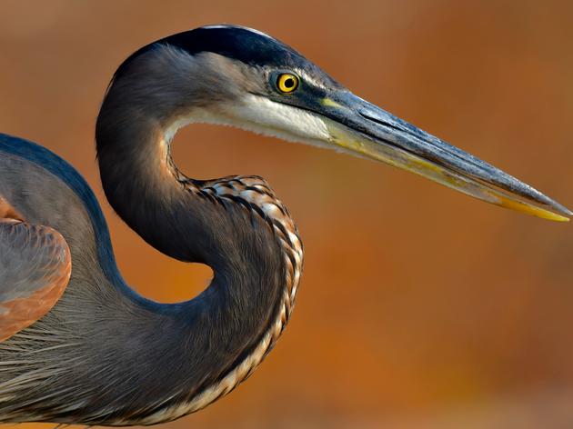 2022 Coastal Wetlands Symposium