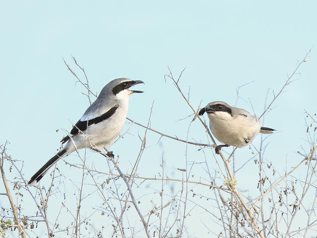 Audubon Applauds Advance of Wildlife Recovery Bill in Congress