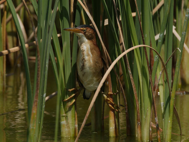 New Indiana Wetlands Law Puts Bird Habitat, Hoosiers at Risk