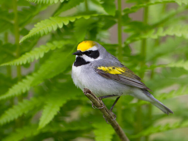 Fostering Healthy Forest Habitat for Michigan Birds