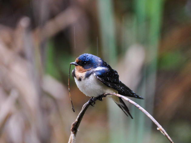 Audubon Declares a “Bird Emergency,” Demands Immediate Action After Scientists Reveal Huge Losses of North American Birds