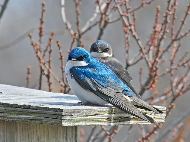 Spring’s Early Birds Go to Battle for Your Nest Box 