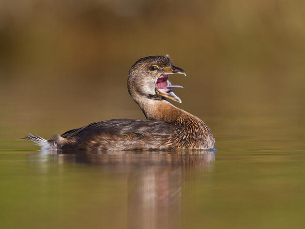 Be a Voice for Conservation in the Great Lakes