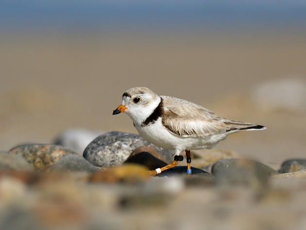 Audubon Great Lakes Applauds Congressional Support for Great Lakes Restoration Program