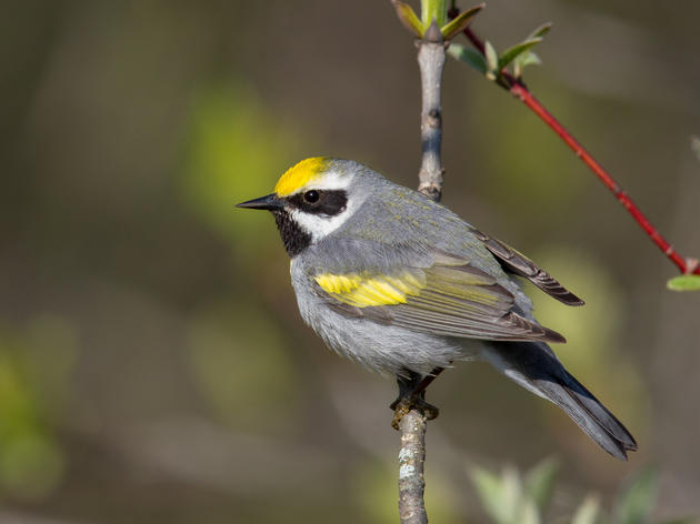 Audubon Supports Congressman Quigley's Bipartisan Bird-Safe Buildings Act