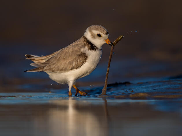 Audubon Great Lakes Statement on U.S. Senate Passage of Great Lakes Restoration Initiative Act