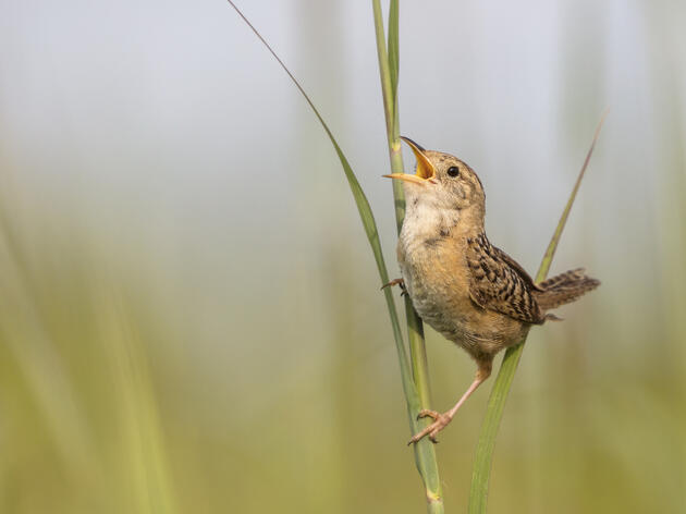 Birds Need Habitat. Urge State Lawmakers to Protect Indiana’s Wetlands