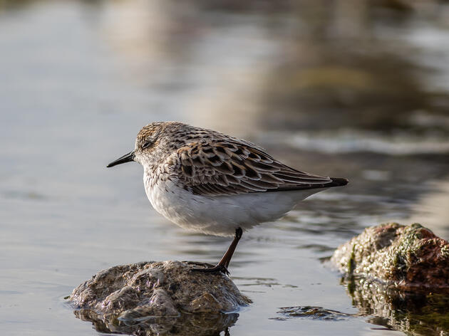 Shorebird Migration has Begun Across the Great Lakes Region 