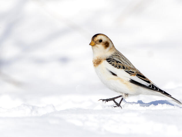 Winter Birding in Michigan