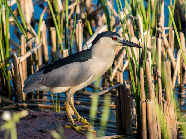A Win for Wisconsin’s Wetlands: SB 222 Passes, Empowers Local Governments to Restore Wetlands