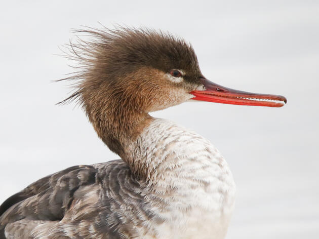 Q&A: Audubon’s Restates Support for Conditions of Icebreaker Wind Project Permit