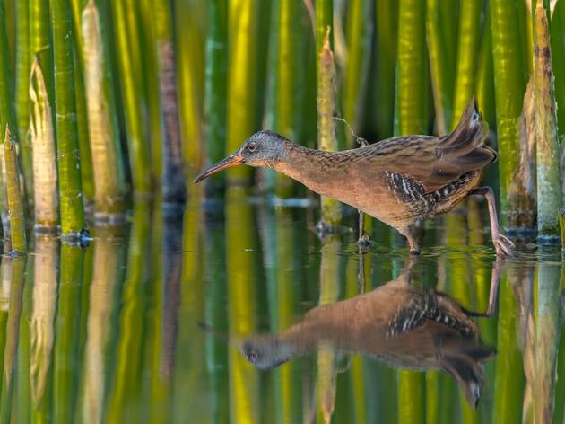 Monitoring Secretive Marsh Birds in the Great Lakes Region