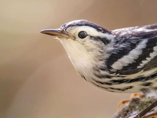 New Law Will Protect Illinois Birds From Deadly Building Collisions