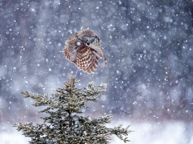 Winter Wonderland of Owls