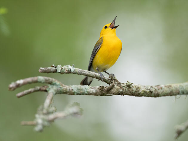 Federal Legislation to Protect Migrating Birds Advances in Time for Spring Migration