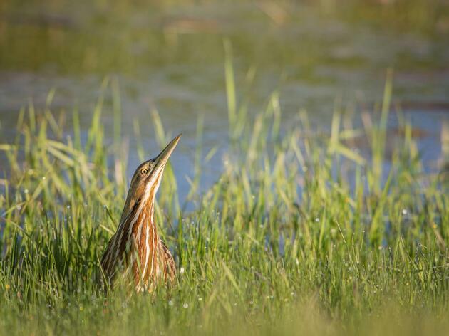 Indiana House of Representatives Passes HB 1383, Threatening Wetlands Protections  
