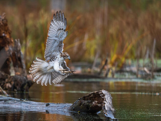 U.S. Senate Introduces Vital Bipartisan Legislation to Fund Great Lakes Restoration 