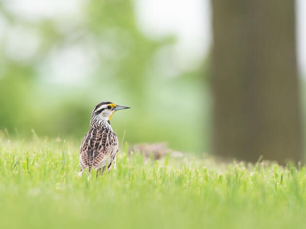 Audubon Applauds Governor Evers’ Proposed Budget for Major Investment in Conservation