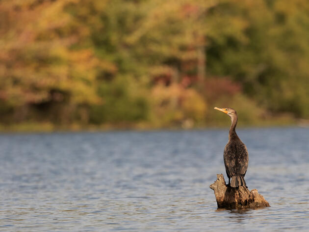 Audubon Applauds Introduction of Federal Bipartisan Legislation to Fund Great Lakes Restoration