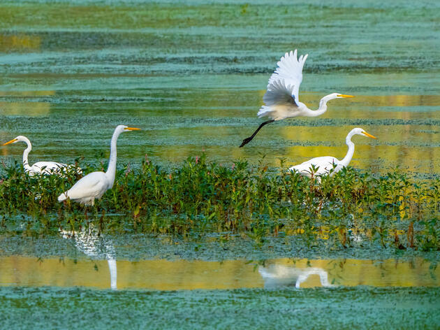 Wisconsin State Budget Includes Critical Funding to Restore Wetlands—Opportunity Remains to Extend State’s Most Impactful Conservation Program