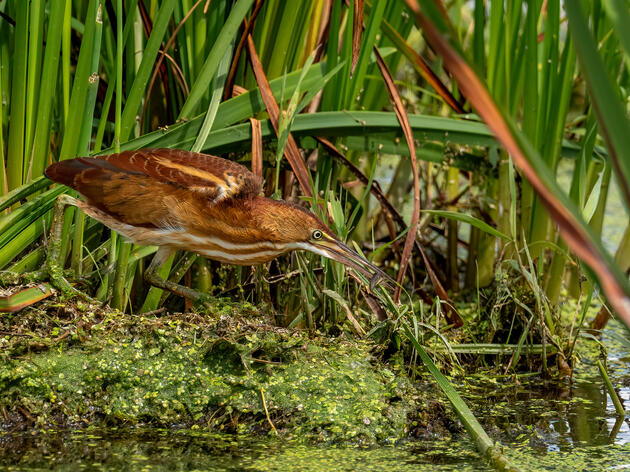 Michigan Budget Includes Critical Funding to Conserve Wetlands for Birds, Communities