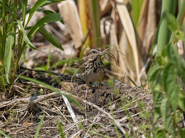 Audubon Joins Great Lakes Leaders to Advance Water Protections for Birds and People