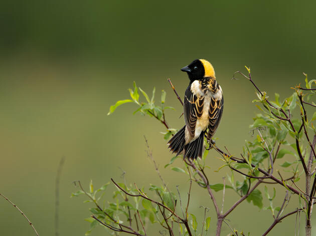 Illinois General Assembly Passes Legislation to Advance Clean Energy Needed to Protect Birds and Communities 