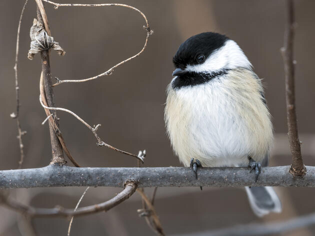 Winter’s for the Birds – Bundle up for Bird Counts Across Michigan