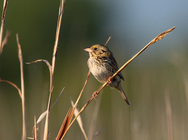 Legislation Introduced to Extend Vital Conservation Program in Wisconsin