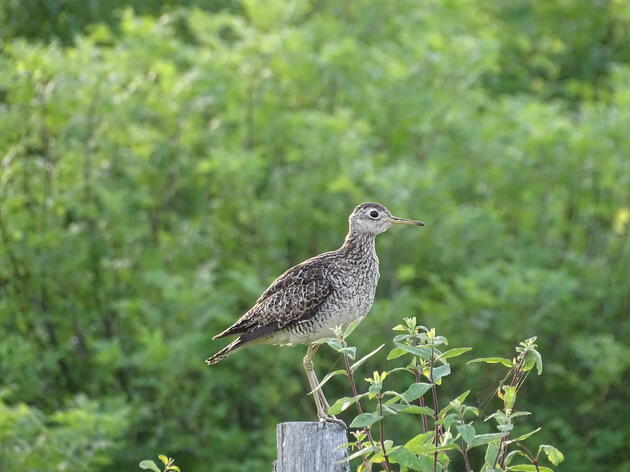 Wisconsin’s Badger Hollow Wind Project Approved with Birds in Mind 