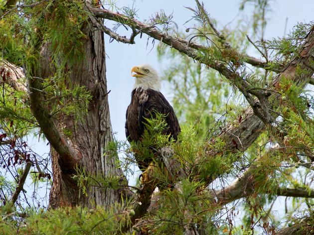 U.S. House Overwhelmingly Approves Permanent Reauthorization of Major Conservation Program 