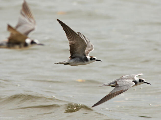 Federal Bill Will Protect the Tiny Ocean Fish that Great Lakes Birds Need to Survive Migration
