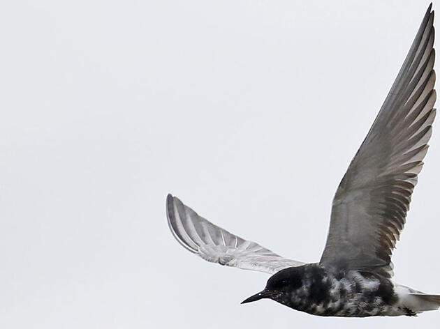 Black Tern Conservation