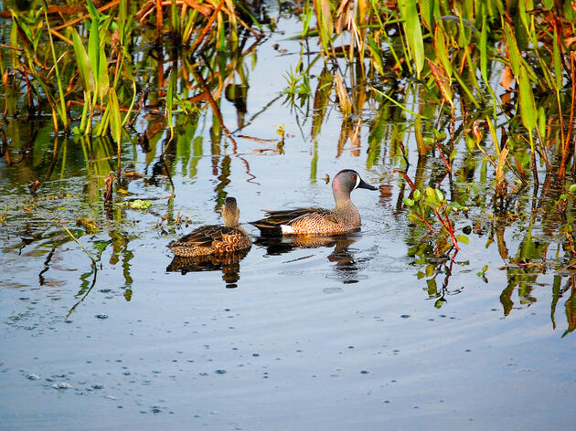 What is a Wetland? And Other Habitats Great Lakes Birds Need
