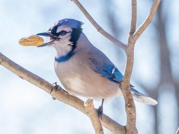 The Dos and Don’ts of Winter Bird Feeding