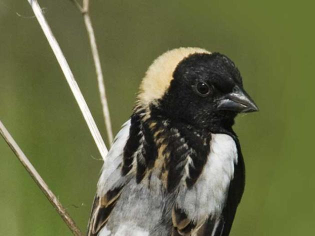Illinois Important Bird Areas Program