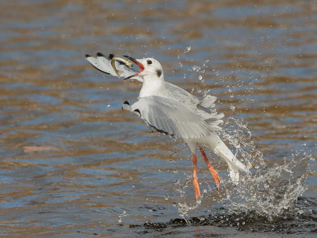 Audubon Great Lakes Praises Introduction of Bipartisan Fisheries Bill to Help Great Lakes Birds