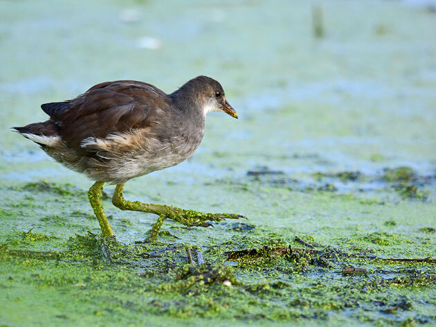 Which Great Lakes Wetlands Do Birds Need Most? Audubon Scientists Find Out