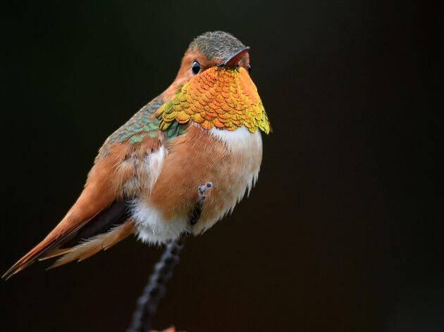 Birds Tell Us It’s Time to Restore the Earth
