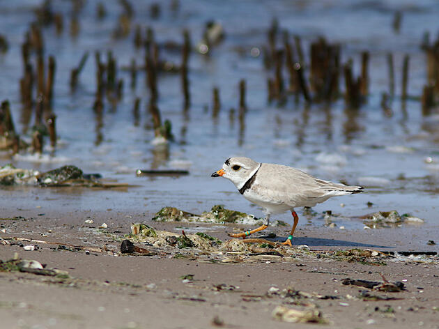 Great Lakes Piping Plovers Are Flying High with a Second Record-breaking Breeding Season 