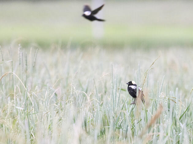 National Audubon Society Launches Conservation Ranching Program in Wisconsin to Support Declining Grassland Bird Populations 