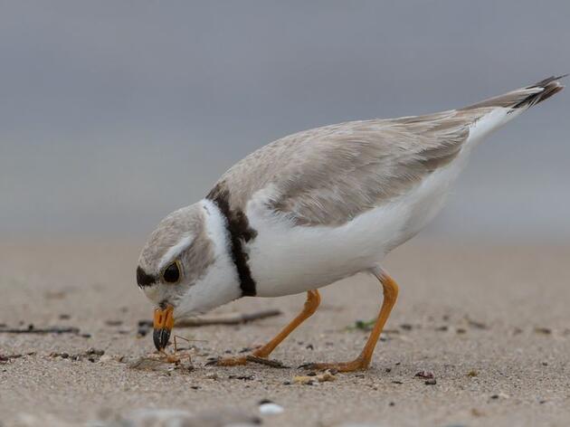 Audubon Great Lakes Celebrates Endangered Species Day and Commitment to Wildlife Protection by Pledging to Protect Great Lakes Piping Plovers  