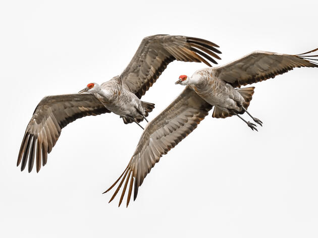 Thousands of Sandhill Cranes Arrive in Northwest Indiana, Highlighting Importance of Conservation Efforts
