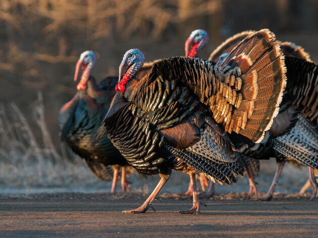 Gobble, gobble! The Comeback of Michigan’s Wild Turkey