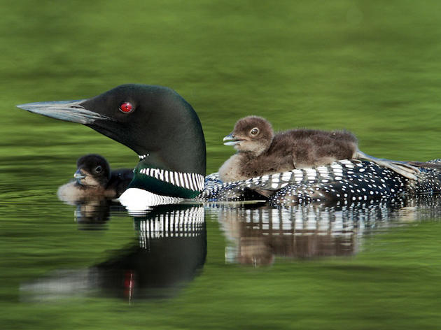 Audubon Urges Legislators to Support Knowles-Nelson Conservation Program