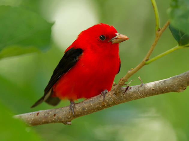 Audubon Urges Ohio Senate to Oppose HB6