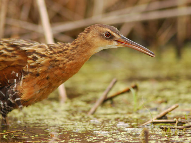 Audubon Applauds Water Quality Investment