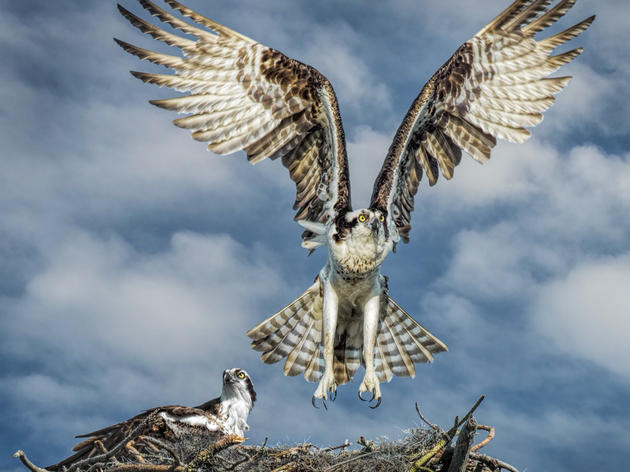 Adopt-A-Nest: Osprey monitoring program
