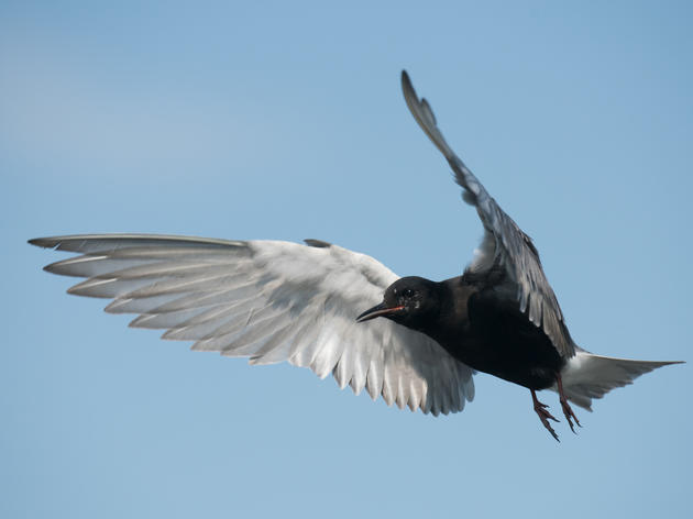 Audubon Great Lakes Applauds Introduction of Recovering America’s Wildlife Act