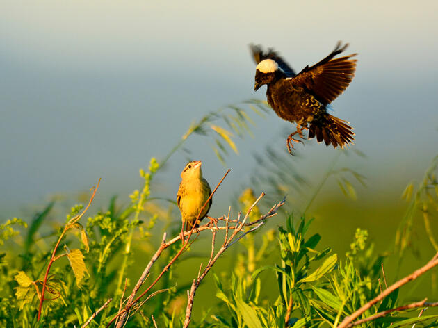 Saving Wisconsin's Knowles-Nelson Stewardship Program